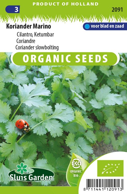 koriander-coriandrum-sativum-eko
