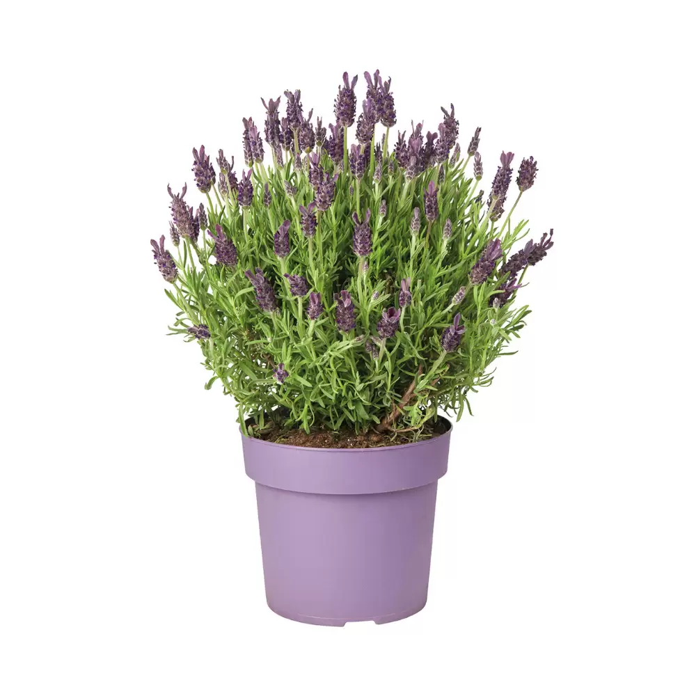 lavendel-lavandula-stoechas-purple-potmaat-19-1000x1000-624c016815e39_l