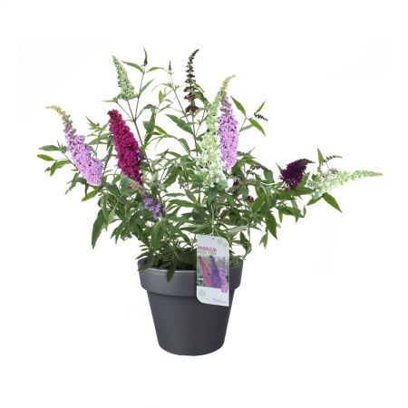 vlinderstruik-buddleja-buzz-trio-potmaat-24cm-1626096475_n
