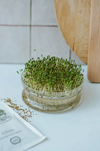 Kiemschaaltje voor microgreens Leukste moestuin cadeau<br />
s