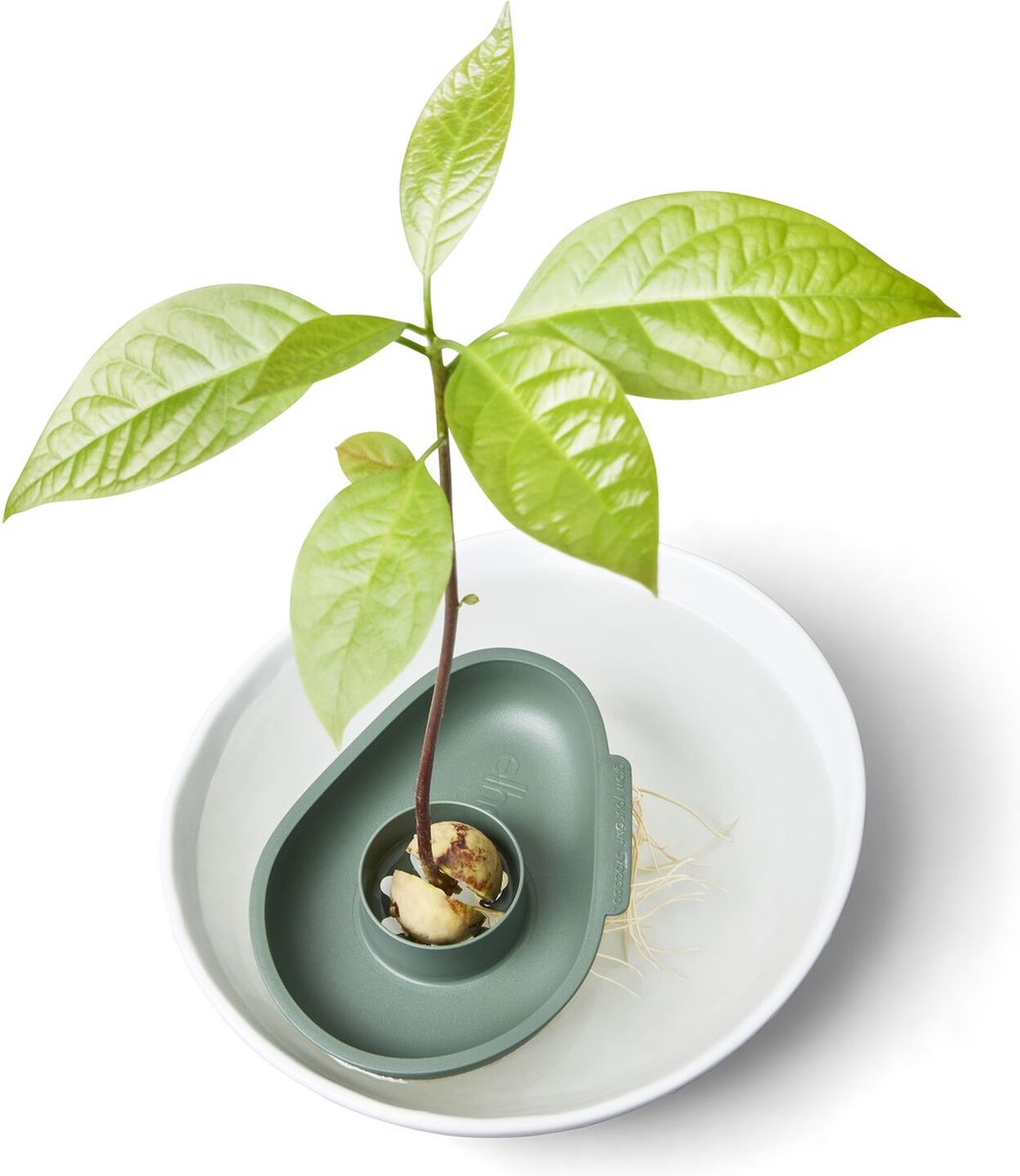 Avocado floater Leukste moestuin cadeau's