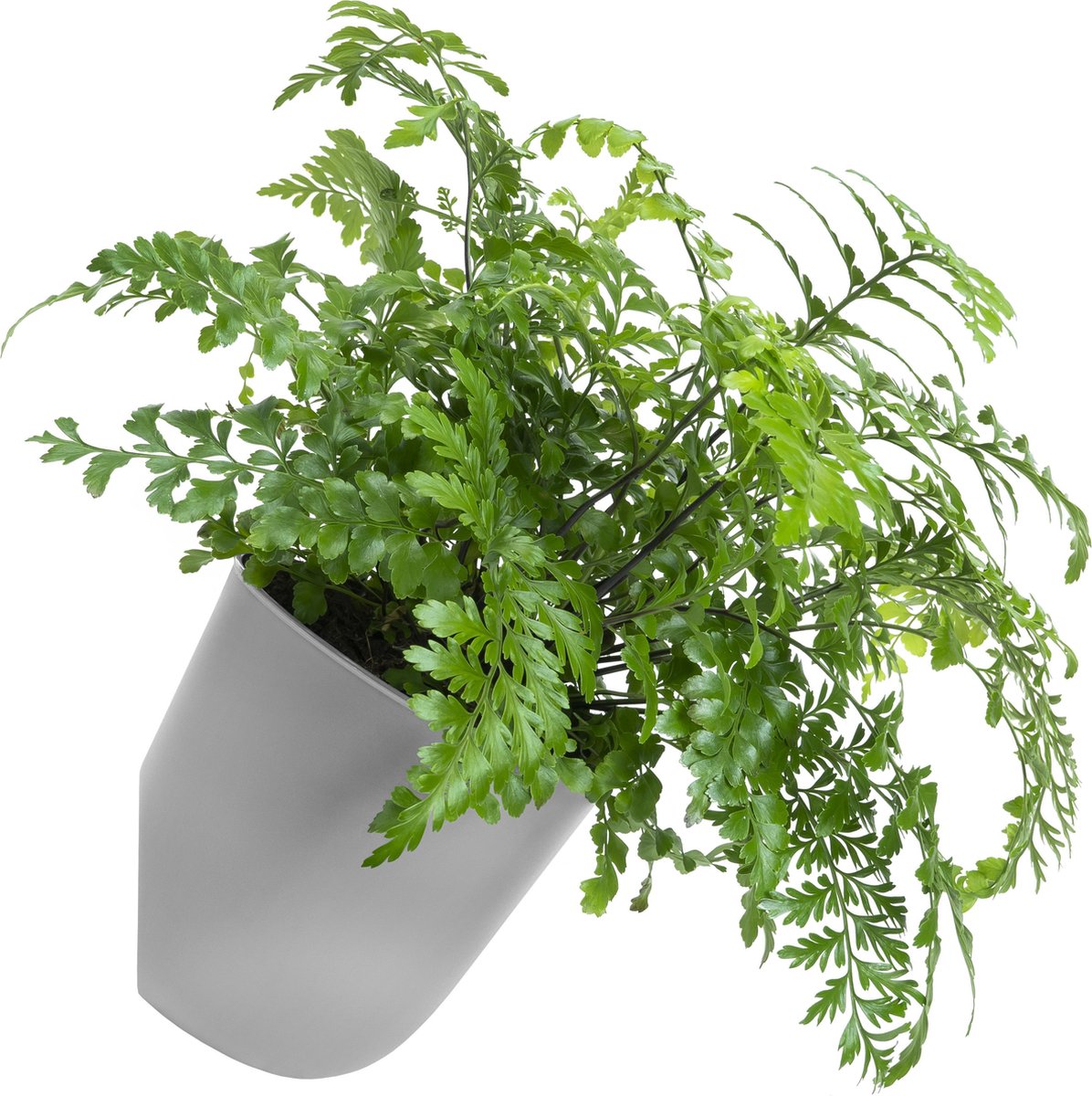 Bloempot aan de muur Bloempot aan de muur