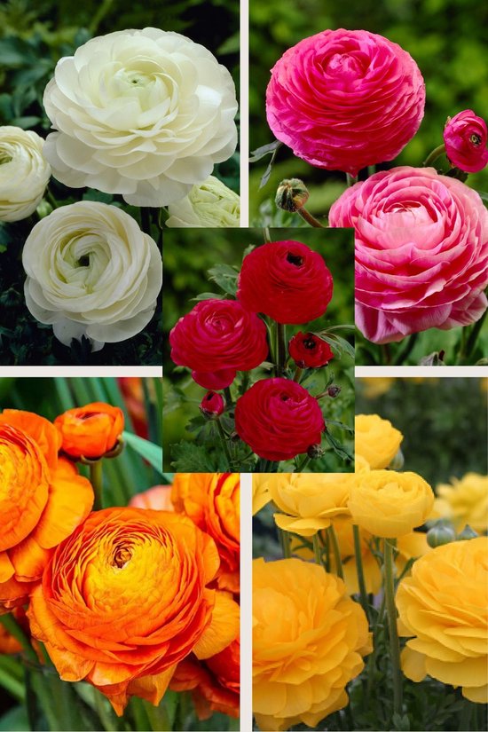 Ranunculus om je pluktuin mee aan te leggen Pluktuin aanleggen met ranunculus