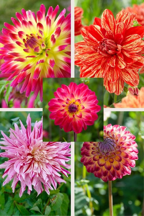 dahlia Pluktuin aanleggen