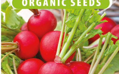 De 10 makkelijkste groenten om thuis te kweken