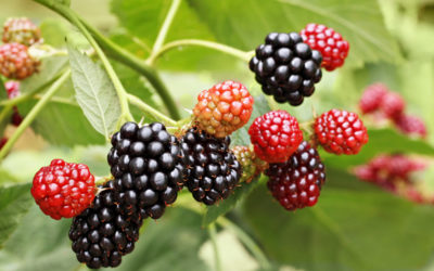 Welke planten en kruiden zorgen voor een diervriendelijke tuin?