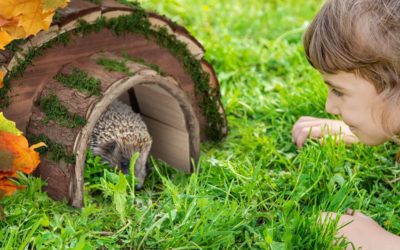 Egelhuisjes: Een Welkom Toevluchtsoord voor Stekelige Vrienden