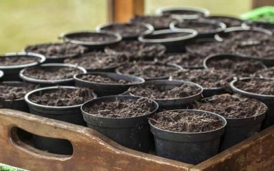 Zaaikalender: Deze groenten en kruiden kun je zaaien in maart