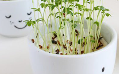 Wat zijn kiemgroenten?