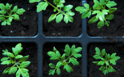 Zaaikalender: Deze groenten en kruiden kun je zaaien in April