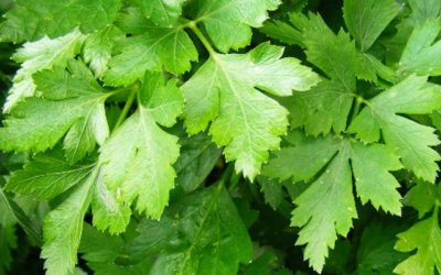 Zaaikalender: Deze groenten en kruiden kun je zaaien in de maand september