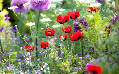 Zo kun je een een prachtige pluktuin aanleggen