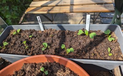 Zaaikalender: Deze groenten en kruiden kun je zaaien in de maand augustus