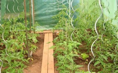 Inrichten tuinkas: Hoe kan je verticaal tuinieren in je tuinkas?